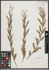 Foto von Salix alba L.